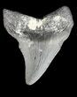 Bargain, Juvenile Megalodon Tooth - Georgia #43044-1